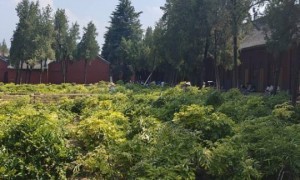 实探印乐方丈管理下的白马寺：僧人顶着38摄氏度高温种地，义工称寺里一直是农禅并重